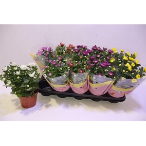 arr8 Chrys Gevuldbl Gem