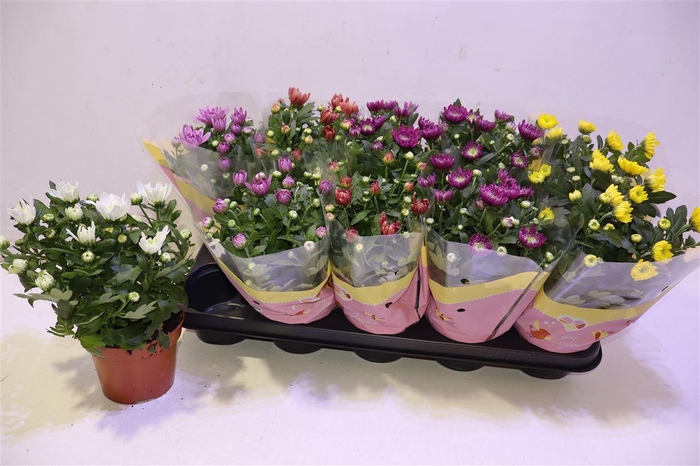 <h4>arr8 Chrys Gevuldbl Gem</h4>