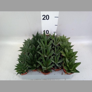 Aloe   ...mix