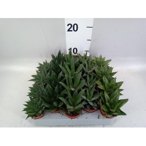 Aloe   ...mix