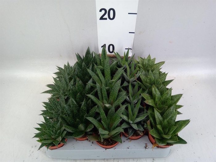 <h4>Aloe   ...mix</h4>