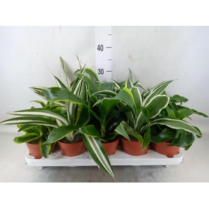 Dracaena ...mix