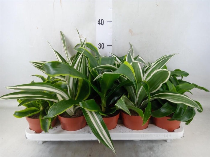 <h4>Dracaena   ...mix</h4>