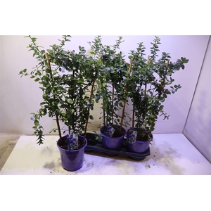 Cean Th Repens