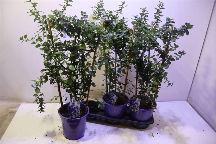 <h4>Cean Th Repens</h4>
