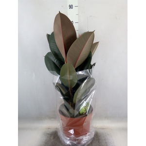 Ficus elastica 'Abidjan'