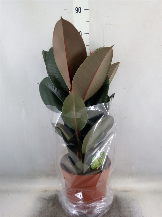 <h4>Ficus elastica 'Abidjan'</h4>