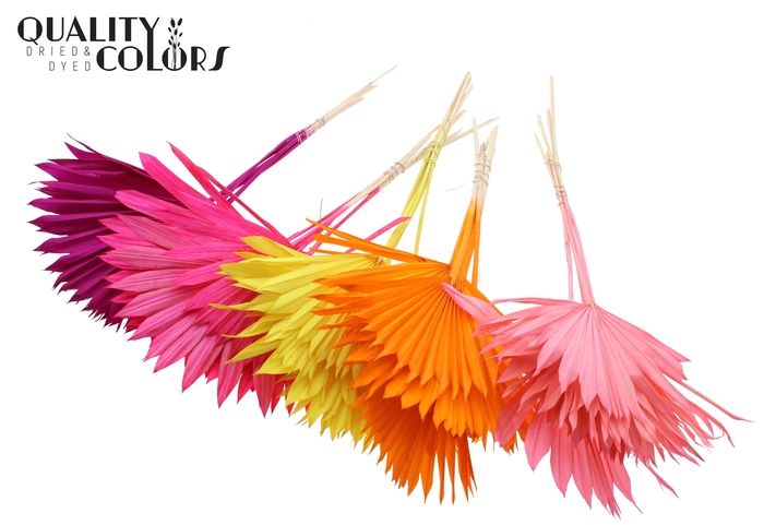 Sun Spear per stem Bleached Mixed Colours