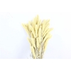 Dried Setaria X5 Frosted White Bunch