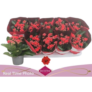 KALAN CALAN RED PERFECTA P10.5