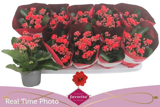 <h4>KALAN CALAN RED PERFECTA P10.5</h4>