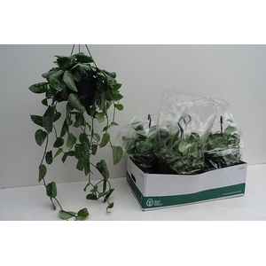 SCIND PICT SILVE ANN