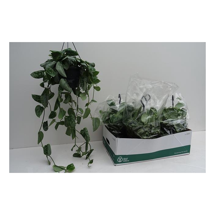 <h4>SCIND PICT SILVE ANN</h4>