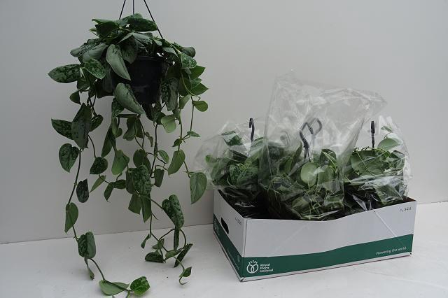 SCIND PICT SILVE ANN