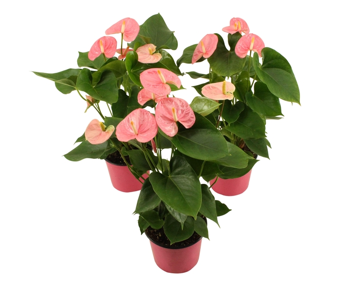 <h4>Anthurium XL.61 Sweet Leny 14cm</h4>