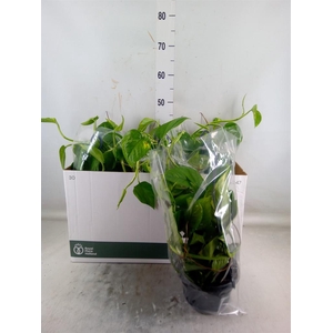 Epipremnum pinn.   HG