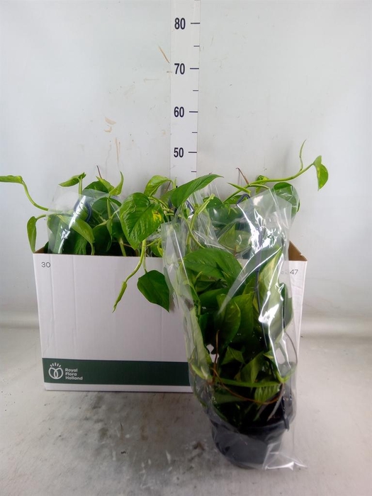 <h4>Epipremnum pinn. HG</h4>