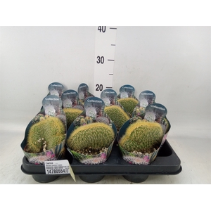 Cactus   ...