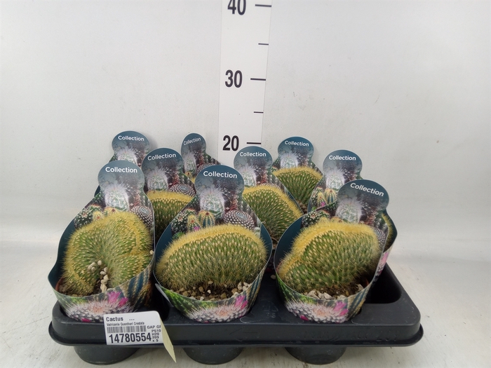 <h4>Cactus   ...</h4>