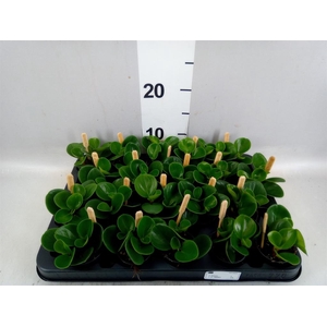 Peperomia obt. 'Green Gold'