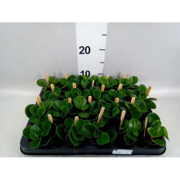 <h4>Peperomia obt. 'Green Gold'</h4>