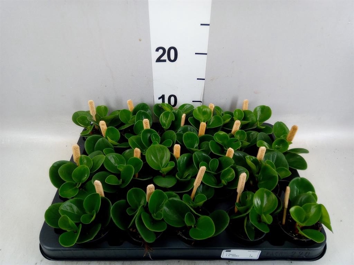 Peperomia obt. 'Green Gold'