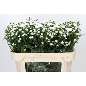 Aster Pretty Wendy