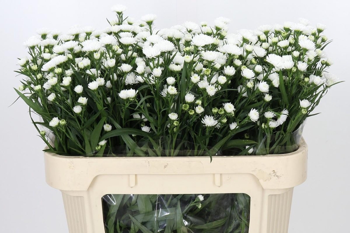 <h4>Aster Pretty Wendy</h4>