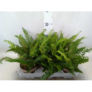 Polystichum tsus-simense