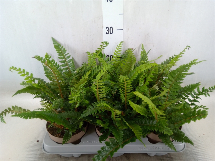 <h4>Polystichum tsus-simense</h4>