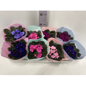Saintpaulia Voila La Fleur mix 12Ø 20cm