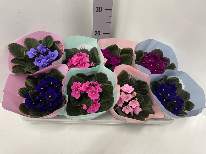 Saintpaulia Voila La Fleur mix 12Ø 20cm
