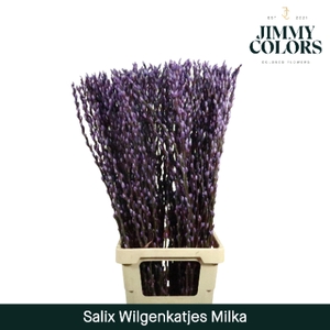 Salix Katjes L90 Klbh. Milka