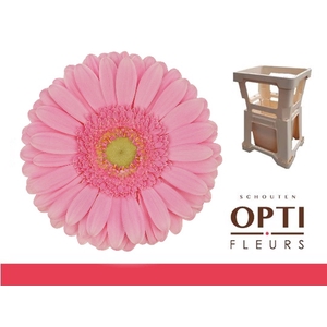 Gerbera Glossy Water