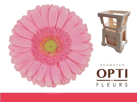 <h4>GE GR GLOSSY-Water</h4>