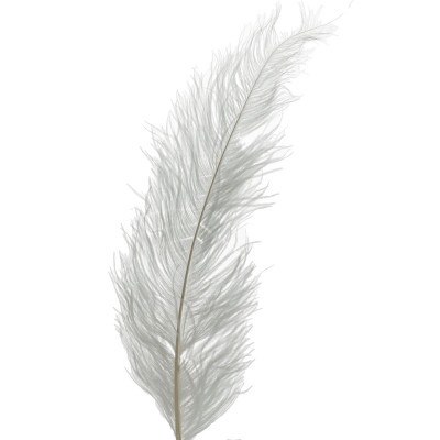 <h4>Feathers Ostrich 55cm x5</h4>