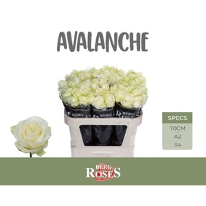 R GR AVALANCHE+