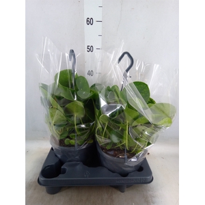Pilea peperomoides