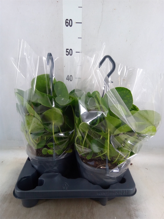 <h4>Pilea peperomoides</h4>
