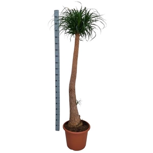 Beaucarnea 45 cm recht