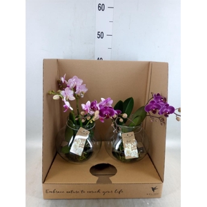 Phalaenopsis   ...mix