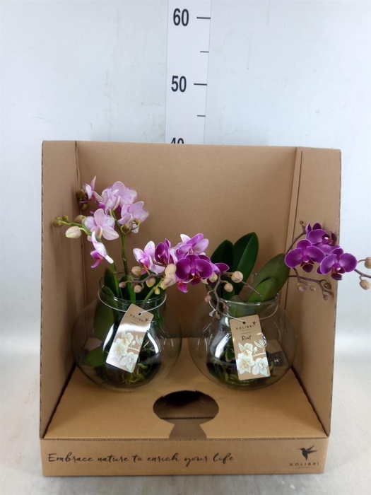 <h4>Phalaenopsis   ...mix</h4>