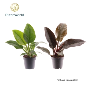 Philodendron mix Imperial Green & Red