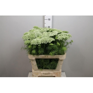 Ammi Vis Casablanca