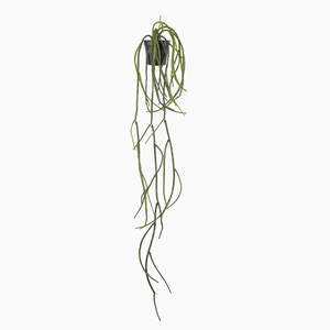 Lycopodum Plant in Pot Green PP550055GRN