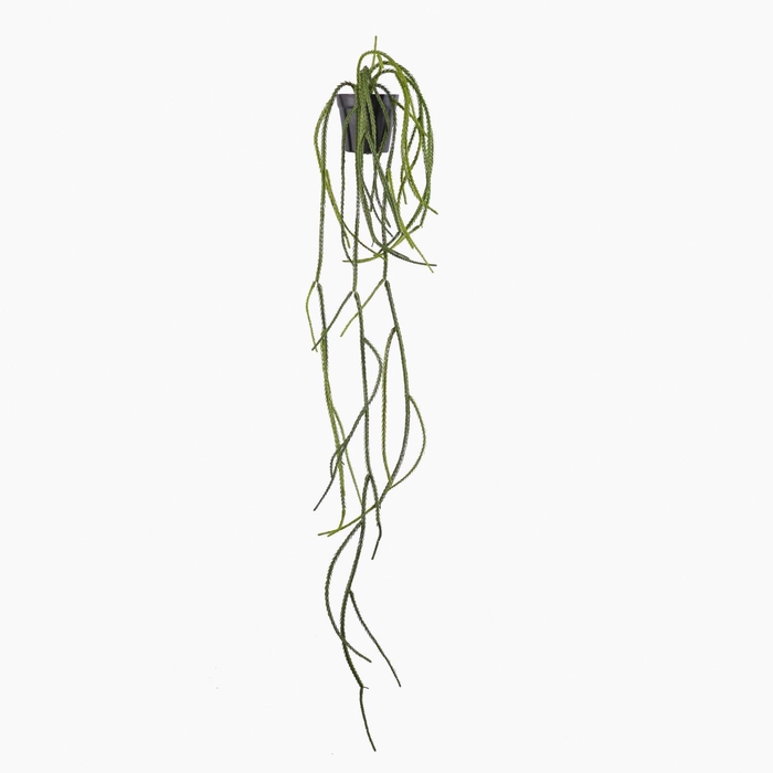 <h4>Lycopodum Plant in Pot Green PP550055GRN</h4>