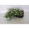 Lobularia White