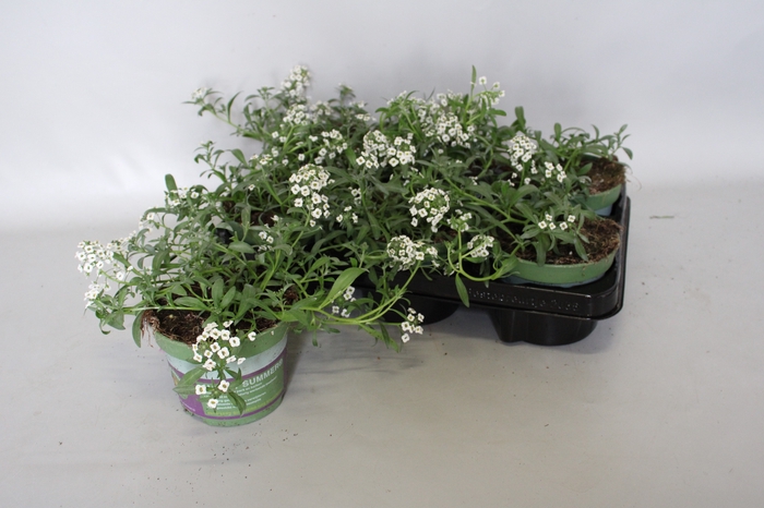 Lobularia White