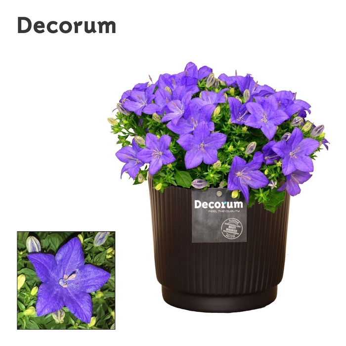 <h4>Campanula 'Napoli' Decorum Liv</h4>