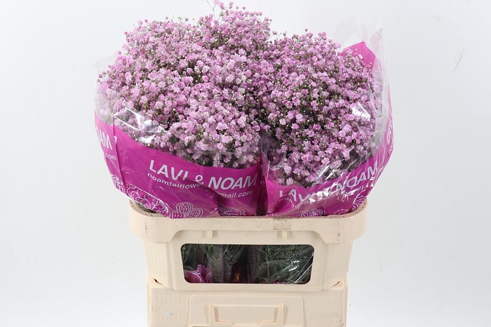 <h4>Gyps Pa My Pink</h4>